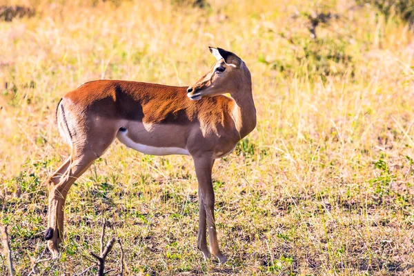 Adorable Impala Female Grazes Bush Acacias Green Grass Kruger Park — Stock Photo, Image