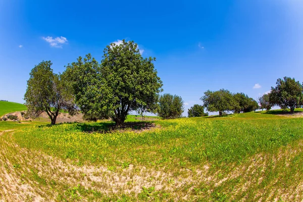Walk Fresh Green Grass Wildflowers Magnificent Blooming Spring Israel Beautiful — стоковое фото