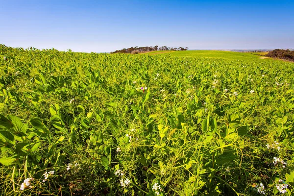 Neguev Del Norte Foto Tomada Con Lente Fishye Magnífica Primavera —  Fotos de Stock