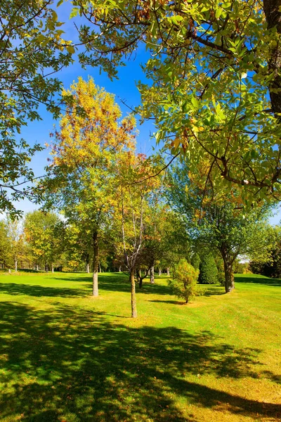 五彩缤纷的秋天的魔力 阳光灿烂的日子 绿叶和黄叶的树木 蒙特利尔的社区 加拿大 — 图库照片