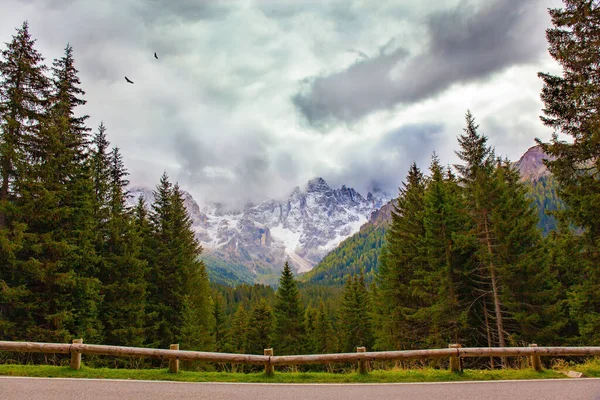 Famous Picturesque Pass Dolomites Passo Rolle Road Evergreen Mountain Forests — стоковое фото