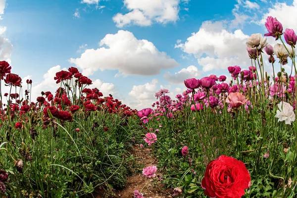 Printemps Israël Chaud Jour Sonny — Photo