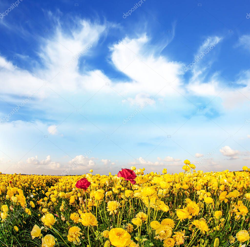 Kibbutz fields of  large garden buttercups are ready for harvest. Carpet of magnificent yellow flowers. Blue sky and fluffy clouds. Spring came. Israel, spring sunny day.