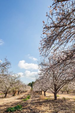 Şubat 'ta bahar günü. Mavi gökyüzünde açık beyaz bulutlar. İsrail. Badem ağaçlarının çiçek açtığı resim gibi bir sokak. Badem koruluğunda sabah yürüyüşü.