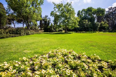 İsrail. Temiz ve bakımlı bir parkta harika bir yürüyüş. Parkın ortasında büyük yeşil çimenli bir çayır. Carmel Dağı yamaçlarındaki muhteşem botanik parkı.
