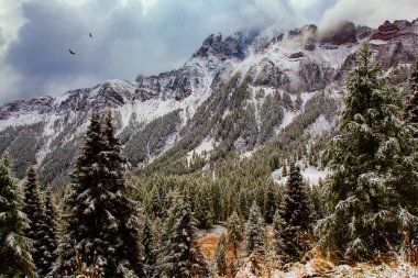 First snow on mountain peaks. Passo Rolle. The famous picturesque pass in the Dolomites. Autumn trip to the Italian Alps. Evergreen spruces and pines are covered with the first snow. Italy.