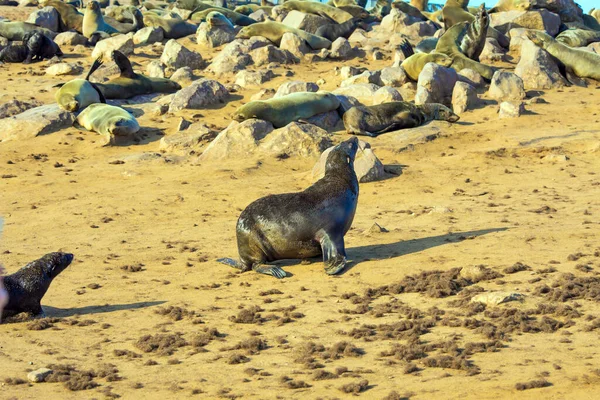 Enorme Novato Animales Marinos Orillas Del Atlántico África Namibia Reserva — Foto de Stock