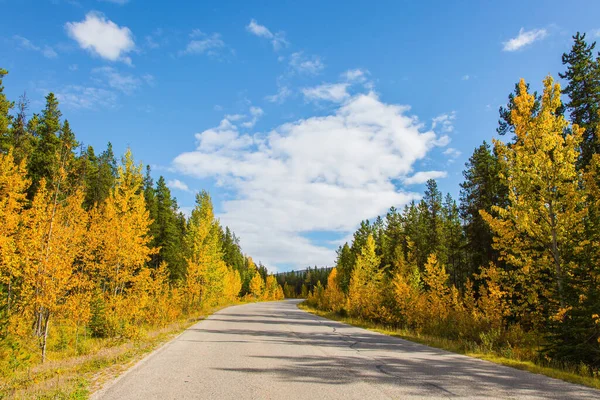 Asfaltvei Blant Barskog Appelsinasen Den Berømte Motorveien Rocky Mountains Canada – stockfoto