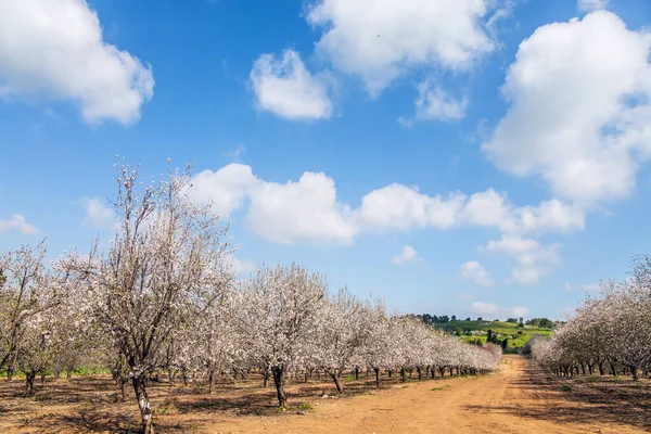 Warm Sunny February Day Grove Almond Trees Spring Bloom Picturesque — Foto de Stock