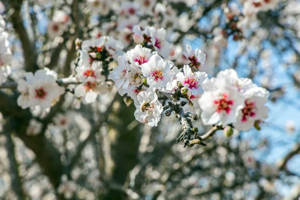 Blossoming Almond Branches White Pink Almond Flowers Decorate Trees Almond — Fotografia de Stock