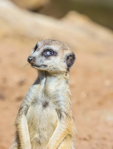 Auckland New Zealand Great Zoo Funny Animal Meerkat Mongoose Zoo —  Fotos de Stock