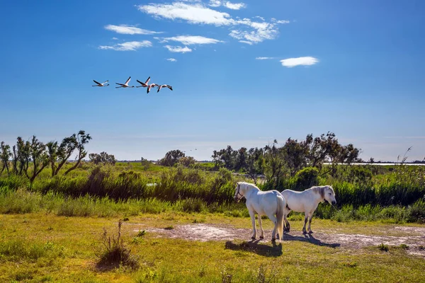 Safkan Beyaz Atlar Kıyı Kumulları Arasında Otlar Pembe Flamingo Sürüsü — Stok fotoğraf