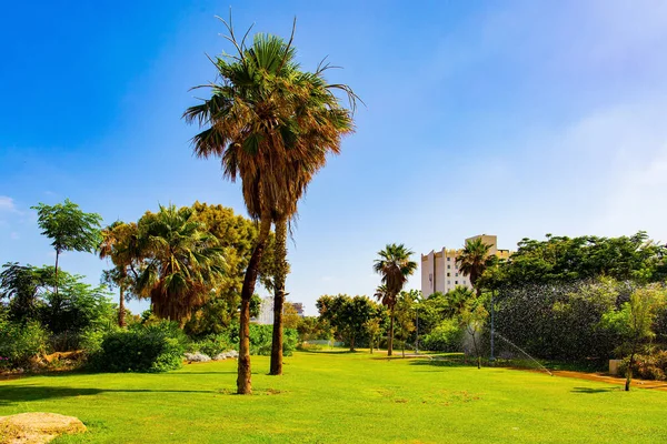 Las Palmeras Altas Crecen Céspedes Verdes Israel Pintoresco Parque Junto — Foto de Stock