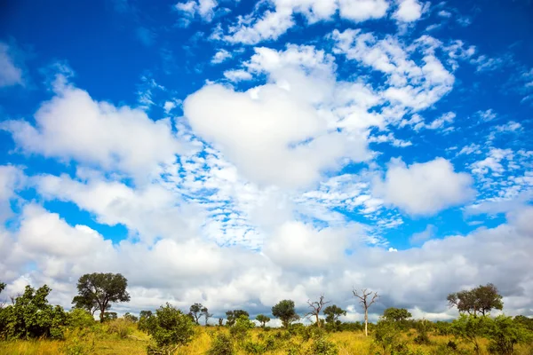 Famoso Kruger Park Bella Giornata Ventosa Savana Africana Steppa Piatta — Foto Stock