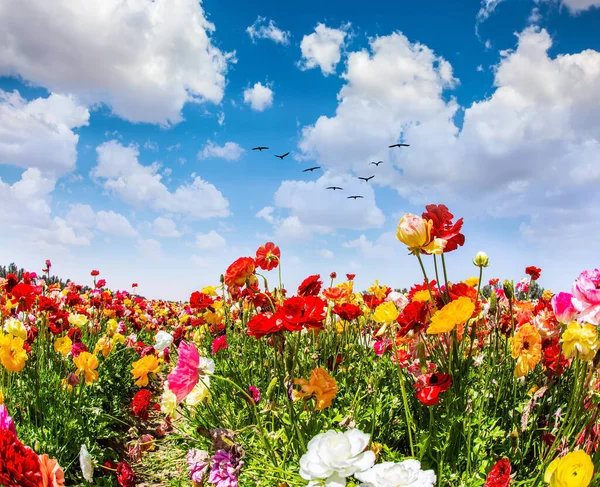 Spring Israel Beautiful Multi Colored Garden Buttercups Grow Kibbutz Field —  Fotos de Stock