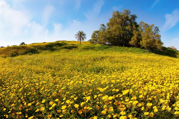 Magnifik Blommande Vår Vårblomningen Negevöknen Israel Fält Blommande Prästkragar Den — Stockfoto