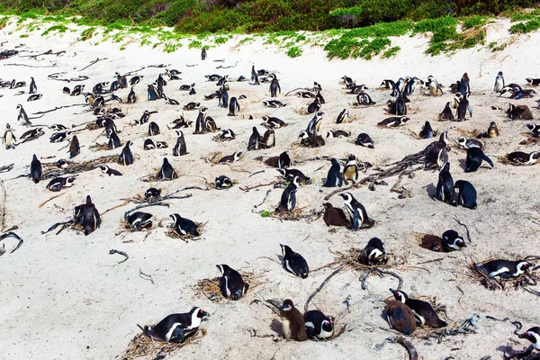 Large Flock Spectacled Penguins Resting Sandy Ocean Shallow Sandbank Large — Zdjęcie stockowe