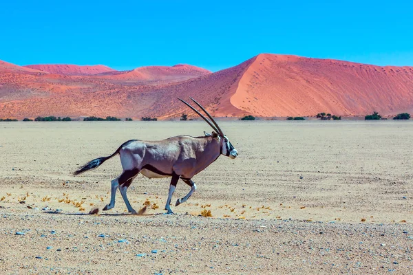 Oryx Antelope Chifres Longos Majestosas Dunas Laranja Lago Seco Sussussflay — Fotografia de Stock