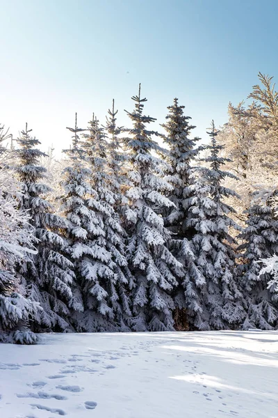 雪の針葉樹林の晴れた冬の朝 山の中で明るい冷たい太陽 クリスマスが来る — ストック写真