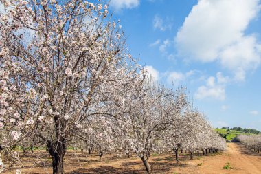 Şubat ayında güneşli bir bahar günü. İsrail. Mavi gökyüzünde açık beyaz bulutlar. Badem ağaçları baharda çiçek açar. Çiçek açan badem ağaçlarının resimli geçidi. 