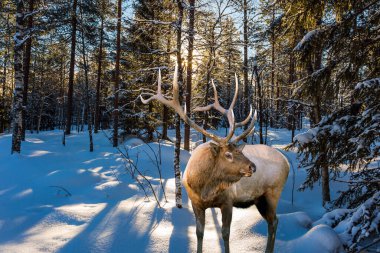 Ormanın kıyısındaki muhteşem kızıl geyik. Güneşli kış gününde, karlı kozalaklı orman. Aktif, kış, çevre ve fotoğraf turizmi kavramı