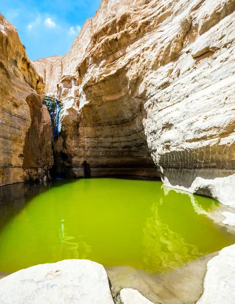 Gorge Ein Avdat Formed Qing River Israel Greenish Smooth Water — Fotografia de Stock