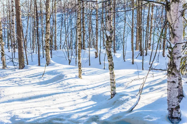 Bosque Coníferas Cubierto Nieve Laponia Concepto Turismo Extremo Activo —  Fotos de Stock
