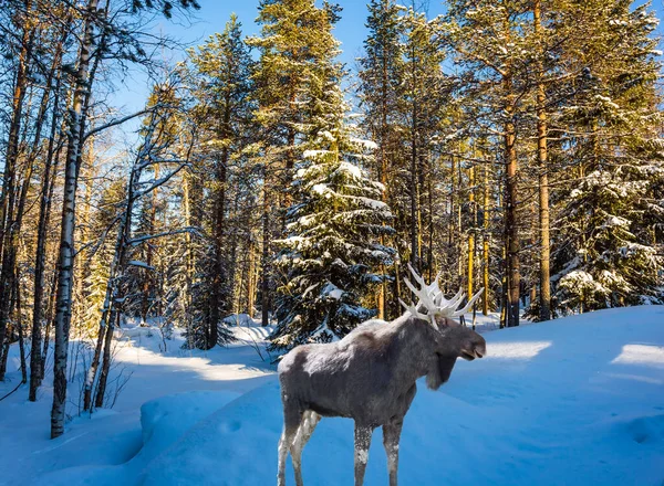 Gorgeous Horned Moose Snowy Forest Road Coniferous Forest Sunny Frosty — 스톡 사진