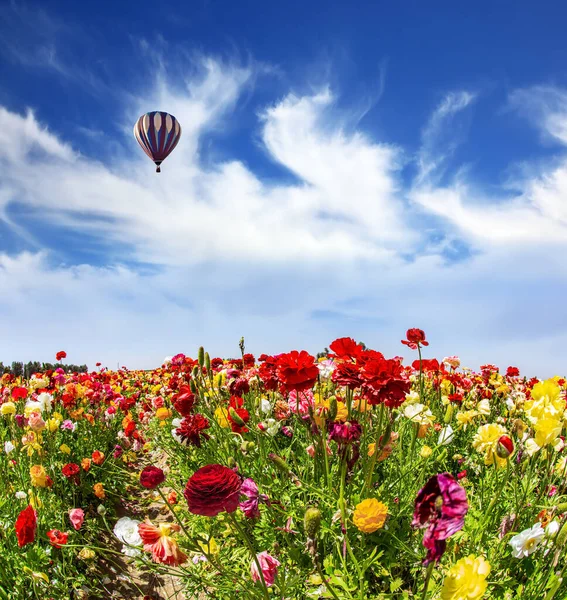 巨大的五彩斑斓的热气球飞过一片鲜花的田野 美妙的春天之美之旅以色列 明亮美丽多彩的花园蝴蝶生长在集体农庄的田野里 — 图库照片