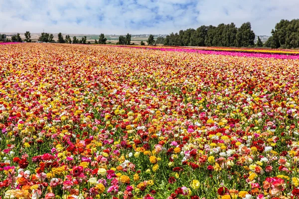 Israel Windy Cloudy Day Walk World Flowers Lush Yellow Red — Foto de Stock