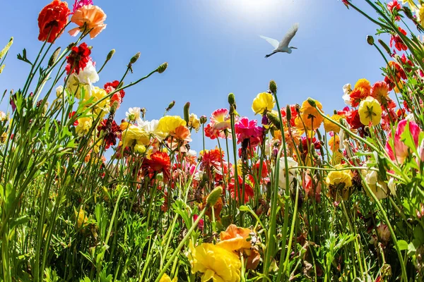 Pájaro Grande Vuela Cielo Azul Maravilloso Viaje Para Belleza Primavera —  Fotos de Stock