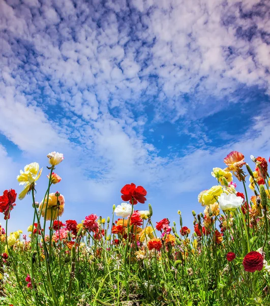 美丽的多彩的花园蝴蝶生长在集体农庄的田野里 美妙的春天之美之旅以色列的春天 蓝天中的圆环云 — 图库照片