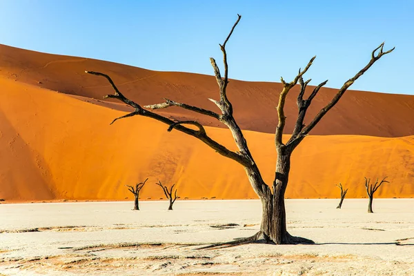 Valley Famous Skeletons Dead Trees Africa Namibia Hot Sunny Morning — 스톡 사진