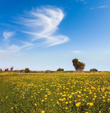 İsrail. Negev Çölü. Parlak güney güneşinde çiçek tarlaları. Mavi gökyüzünde tuhaf bulutlar uçuyor. Güzel sıcak bir gün