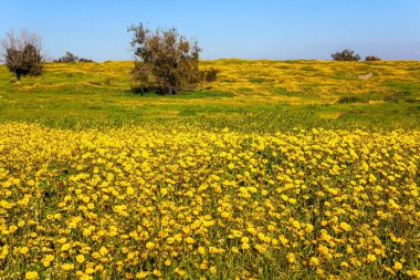 Muhteşem çiçek açan bahar. İsrail 'deki Negev Çölü' nün bahar çiçekleri. Parlak güney güneşinde çiçek tarlaları. Mavi gökyüzü ve ışık bulutları