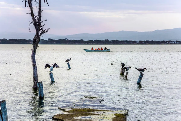 Crepúsculo Noite Lago Africano Naivasha Corvos Marinhos Secam Asas Nas — Fotografia de Stock