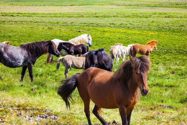 Iceland Fabulously Beautiful Kind Horses Unique Icelandic Breed Golden Summer — Stock Fotó