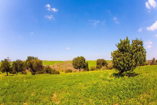 Magnificent Blooming Spring Israel Bloom Blooming Negev Desert Beautiful Sunny — стоковое фото