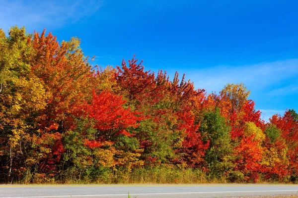 モントリオールからブロモントへの高速道路 カナダの豪華な多色の秋の森 ケベックだ オレンジ 赤の葉を持つ木 — ストック写真