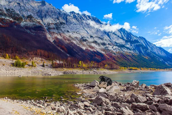 Medicine Dağı 'nın kayalık kıyısında büyük siyah ayı dinleniyor. Kanada, Alberta, Jasper. Harika bir sonbahar günü. Aktif, çevresel ve fotoğraf turizmi kavramı