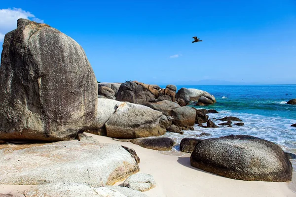 Zandbank Met Grote Rotsen Algen Scenic Penguin Conservation Area Bij — Stockfoto