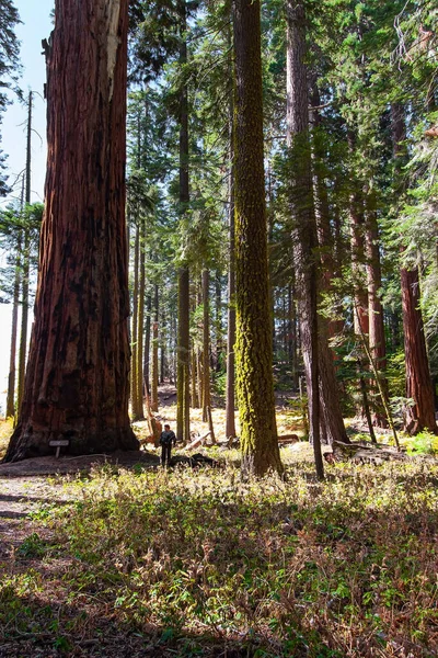 美国加利福尼亚红杉公园 红杉红杉是柏树科的一棵树 该属的自然范围是北美洲的太平洋海岸 美国之行 — 图库照片