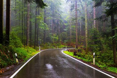 Schwarzwald. The first autumn rain. The smooth highway glistens with rain. Morning fog in famous forest in the center of Europe. October in Germany