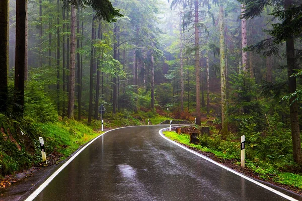 Schwarzwald 'da. İlk sonbahar yağmuru. Pürüzsüz otoyol yağmurla parıldıyor. Avrupa 'nın merkezindeki ünlü ormanda sabah sisi. Almanya 'da Ekim