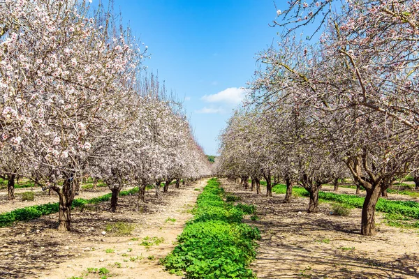 Early Spring Israel Picturesque Alley Flowering Almond Trees Warm Sunny — Foto de Stock