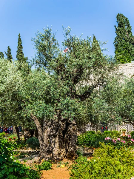 Branched Olive Trees Smooth Paths Hot Autumn Sun Holy Garden — Stock Photo, Image