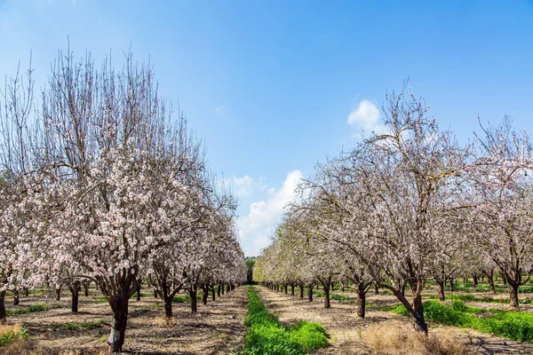 Picturesque Alley Flowering Almond Trees Early Spring Israel Warm Sunny — Foto de Stock