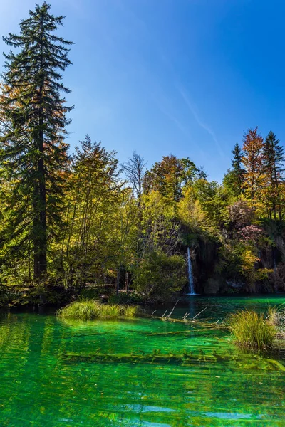 这个透明的浅湖反映了阳光和森林 克罗地亚的Plitvice湖公园 Plitvice湖是美丽的喀斯特湖 前往中欧的旅行 — 图库照片