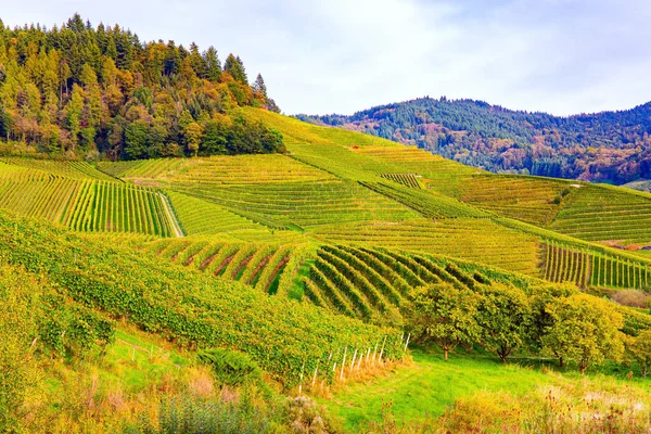 Beyaz ve kırmızı üzümlerden bağlar. Almanya. Sonbahar güneşi güzel bir üzüm hasadını ısıtır. Ren tepelerindeki üzüm bağları.. 