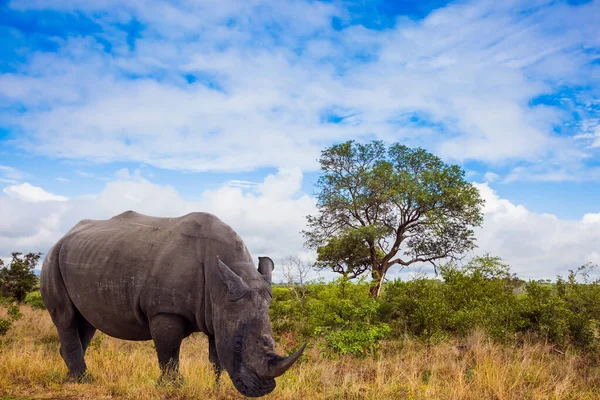 African White Rhino Powerful Horn Its Nose Grazes Dirt Road — Fotografia de Stock
